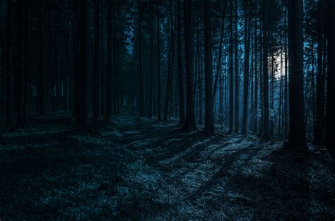  Nachts im Wald - Ein Märchen über die Macht der Finsternis und den Mut zu Träumen!