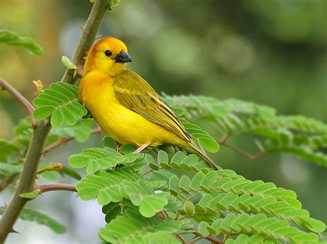  The Golden Weaver: Eine märchenhafte Reise durch Geschichte und Moral!