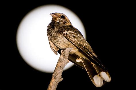  The Nightjar's Whisper: A South African Tale about Wisdom, Fear, and Finding Light